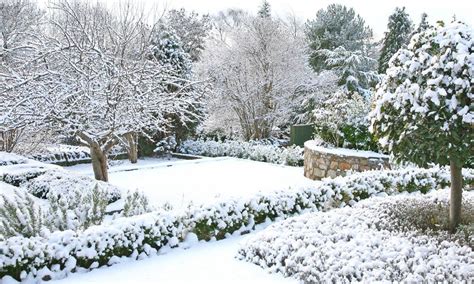 Árboles para el jardín que resisten bien el frío y soportan hasta la nieve - Foto 1