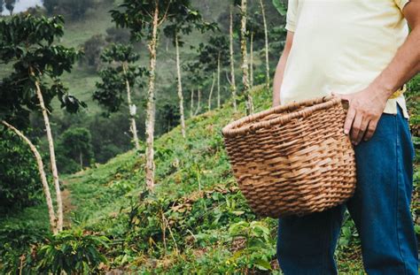 Colombian Adventures | Visiting a Coffee Farm outside Medellin