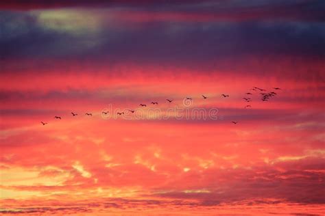 Birds Flying in Formation at Sunset Stock Image - Image of burn, nature ...