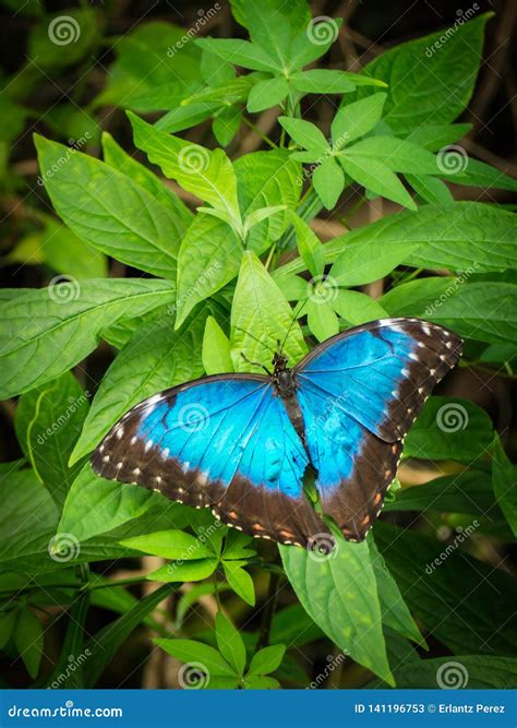 Blue Morpho, Morpho Peleides, Big Butterfly Sitting on Green Leaves ...