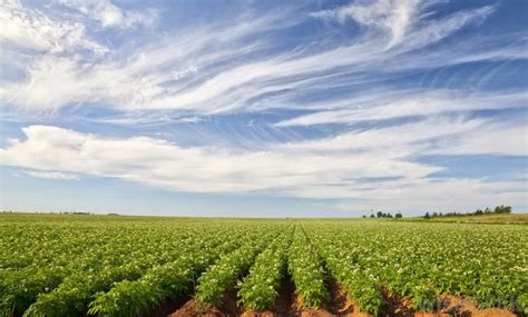 Potato Farm In Idaho | Scenery background, Scenery, Farmland