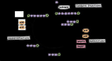 Calvin Cycle Step By Step