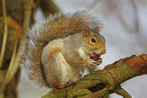 How To Deter Grey Squirrels - BBC Gardeners World Magazine