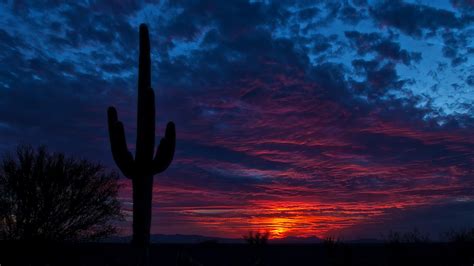 2560x1440 Resolution tucson, arizona, cactus 1440P Resolution Wallpaper ...