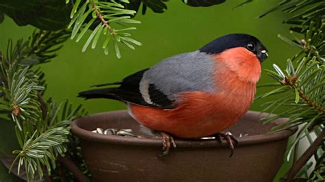 Bullfinch singing - YouTube