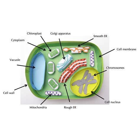 Simple Plant Cell – Origami Organelles