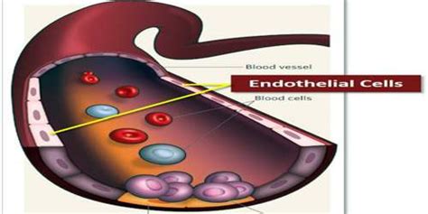 Endothelium - Assignment Point