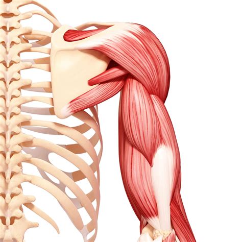 Torn Triceps: Symptoms, Causes, Risk Factors, Treatment