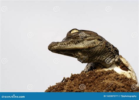 Nile Crocodile Baby, Hatchling, Eggs, Newborn, Hatching Stock Image - Image of aggressive, close ...