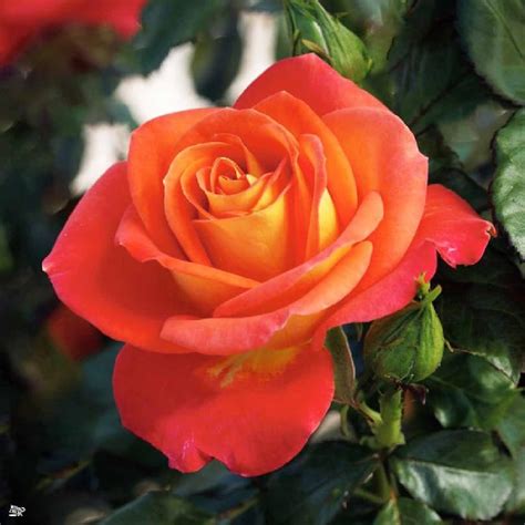 Burst of Joy Floribunda Rose Bush - Bareroot - Walmart.com