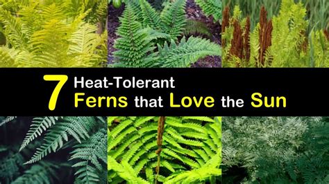 7 Heat-Tolerant Ferns that Love the Sun | Best ground cover plants ...