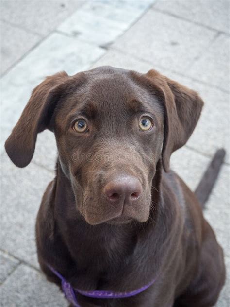 Chocolate Labrador Retriever Puppy Stock Image - Image of animal ...