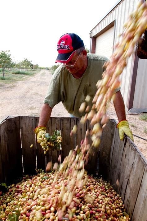 Dana Felthauser's Photo Blog: Pistachio Harvest and Processing | Chaparral, NM