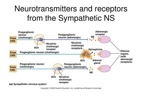 Where Are Neurotransmitters Released From