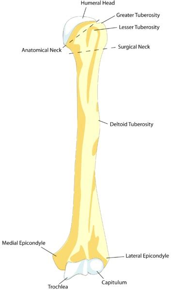 What is the Difference Between Tuberosity and Tubercle - Pediaa.Com