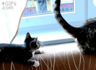 Cat Playing GIF - Find & Share on GIPHY