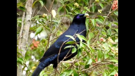 Satin Bowerbirds (feeding & practicing courtship display) - YouTube