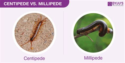 The Significant Difference Between Centipede and Millipede