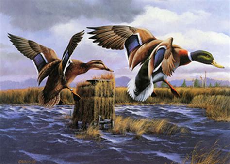 CT duck stamps: Iconic waterfowl art, saves wetlands