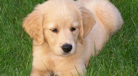 Golden Retriever Dog: Miniature Golden Retriever