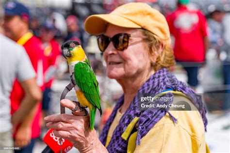 A parrot is seen ahead of the 2023 Sydney to Hobart race start on... News Photo - Getty Images