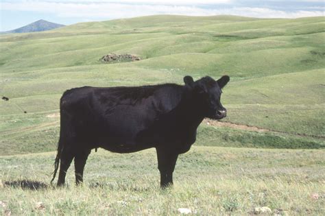 HPAI A(H5N1) Transmission Among Cattle in the U.S. - NYAS