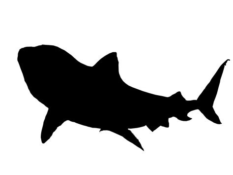 Shark Free Stock Photo - Public Domain Pictures