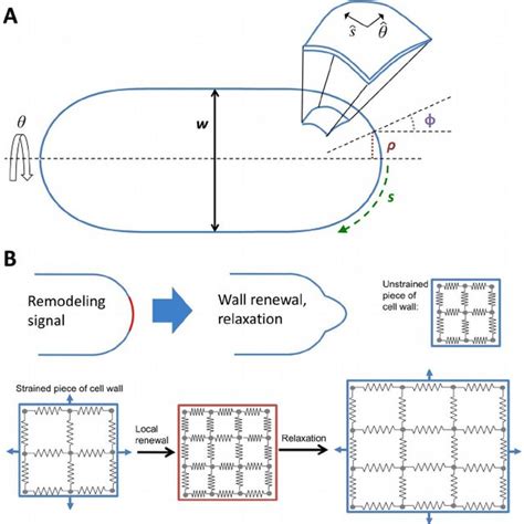 Coordinate axis and model of elastic cell wall remodeled under turgor ...