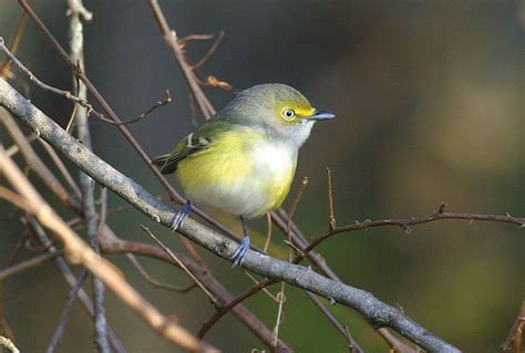 Vireo | Migration, Songbird, Behavior | Britannica