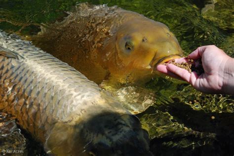 koi fish breeding : Biological Science Picture Directory – Pulpbits.net