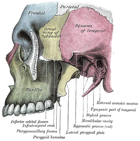 Infratemporal fossa - Wikipedia