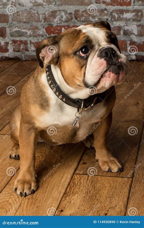 Cute Brown Wrinkled Bulldog Adult in the Studio,looking Right Stock ...