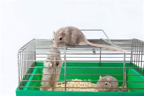 Gerbil Cage Setup – Create the Perfect Habitat for Your Gerbil ...