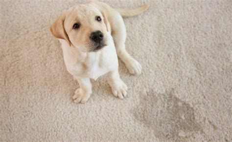 Pet Stain and Odor Removal - Mighty Clean Carpet Care