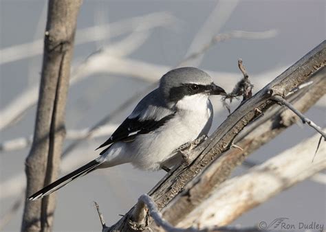 Loggerhead Shrike Impaling Prey, Then Pulling A Chunk Off – Feathered ...