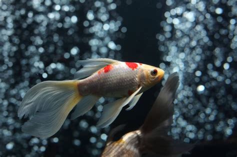 Comet Goldfish Care Guide: Tank & Pond Setup, Feeding, Lifespan