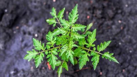 White Powder on Tomato Leaves — All You Need to Know!