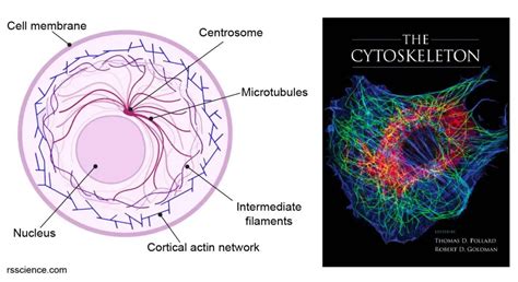 Cytoskeleton - the muscle and the bone of a cell - definition ...