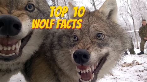 15 Pictures About wolf facts - Pets Lovers