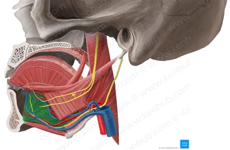 Genioglossus muscle (#5401) – Kenhub Image License Store