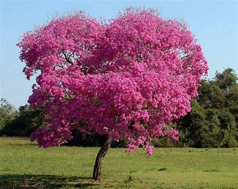 Árbol nacional de El Salvador - República de El Salvador