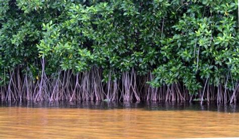 Tempat Wisata Hutan Mangrove Di Indonesia – Tempat Wisata Indonesia