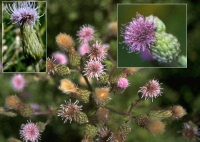 Canada thistle | Cornell Weed Identification