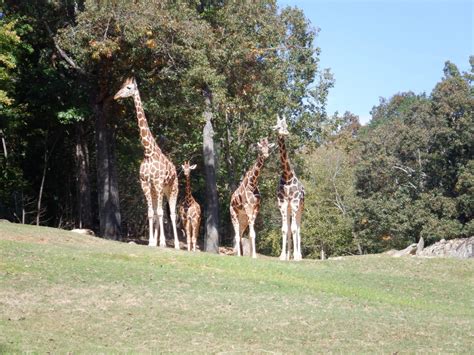 Giraffe Herd (Three Reticulated and one Northern) at the North Carolina Zoo - ZooChat