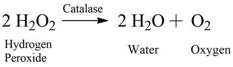 Catalase Reaction With Hydrogen Peroxide