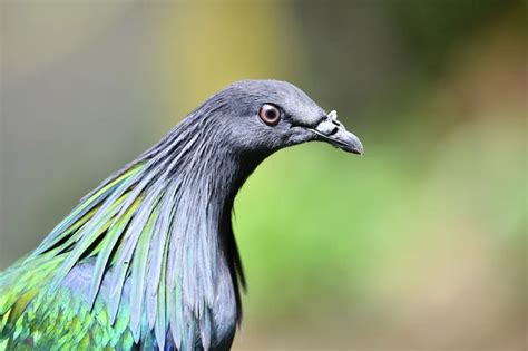 The Nicobar Pigeon: A Jewel of the Tropics | WorldWeet