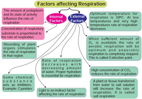 Factors Affecting Respiration