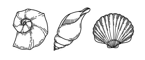 Set of Sea Shells. Vector illustration of Seashells on isolated background. Sketch of Conch and ...