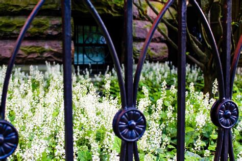 Free Stock Photo of White flowers behind black wrought iron fence | Download Free Images and ...