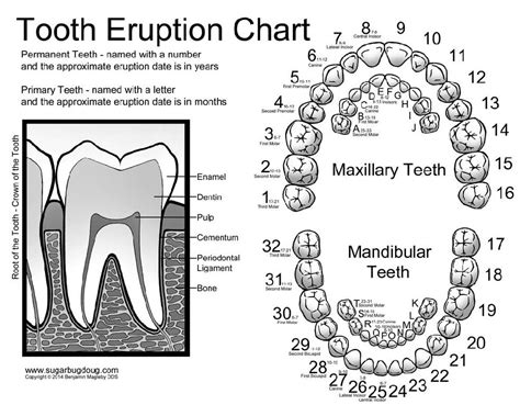 Dental Coloring Pages | Tooth chart, Kids dental health, Pediatric dentist